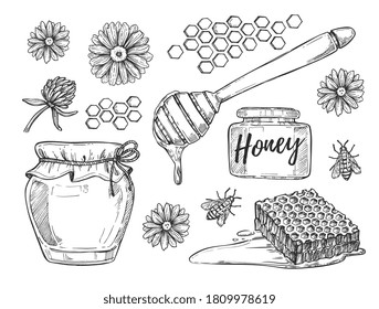 Honey sketch set. Isolated flat hand drawn bee, clover flower, honeycomb, dipper, jar. Organic honey product sketch drawing collection. Beekeeping, apiculture vector illustration