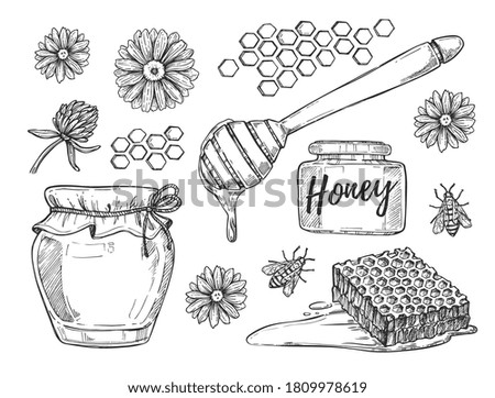 Honey sketch set. Isolated flat hand drawn bee, clover flower, honeycomb, dipper, jar. Organic honey product sketch drawing collection. Beekeeping, apiculture vector illustration