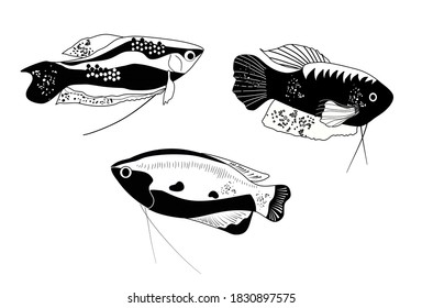 Honey, spotted and moon gourami in engraving style.Trichogaster labyrinth fish from South Asia . Aquarium inhabitant, underwater world.Vector trendy ink print for fabric,pet shop flyer.Black and white