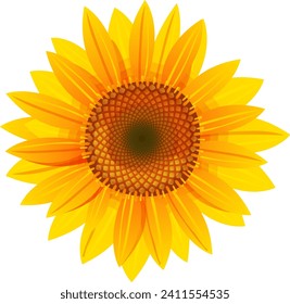 Honey sunflower sheet icon, concept natural organic ecology blossom bud cartoon vector illustration, isolated on white. Lonely yellow herbarium, environmentally friendly grass herb.