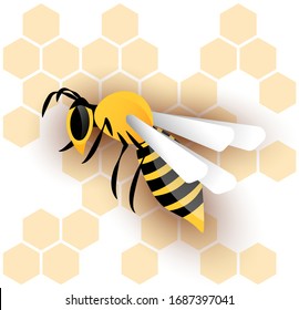 honey wasp and wasp nest, honeycombs white background vector.