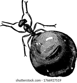 Especies de melliger Myrmecocystus, hormigas, rellenas de miel y con abdomen hinchado al estilo de una olla, dibujo de la línea vintage o ilustración de grabado.