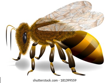 Honeybee