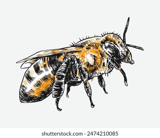 Honeybee, bee sketch drawing engraving. Isolated on white background. Vector illustration.