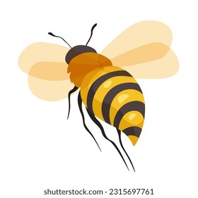 Honeybee in closeup, isolated bee insect with wings, legs, and colorful body. Apiary and bee-garden dweller, apiculture and business, beekeeping and production of honey. Vector in flat styles