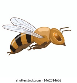 Honeybee in flight. Vector graphics isolated on white background.