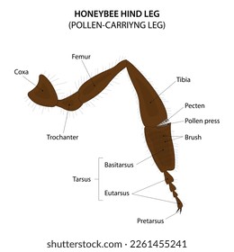 Honeybee hind leg. Pollen-carrying leg.