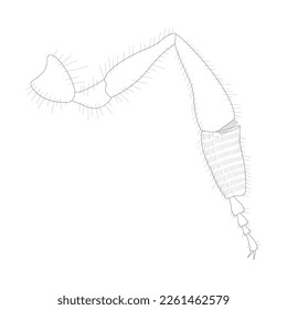 Honeybee hind leg. Pollen-carrying leg. Black and white illustration.