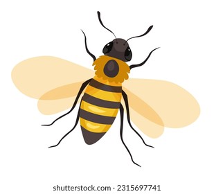 Honeybee insect with wings flying, isolated apiary and bee garden dweller with stripes on body. Cute personage, character from beehive. Beekeeping and apiculture breeding. Vector in flat style