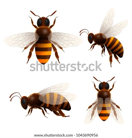 Image, Stock Photo honeybee Nature Animal