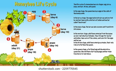 Diagrama del ciclo de vida de abejas con ilustración de explicación