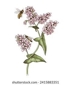 Honeybee pollinating blooming buckwheat plant