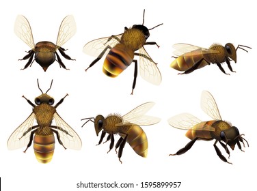 Honeybee realistic. Different wildlife danger insects flying wasp natural botanical fauna vector closeup pictures of bee