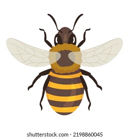 Honeybee top view vector flat illustration. Honey bee winged yellow black striped insect wildlife buzz natural apiculture bumblebee. Pollen organic plants character with paws and antennae isolated