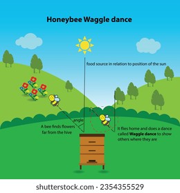 Honeybee waggle dance, educational worksheet