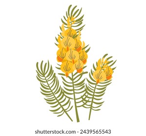 Honeybush (Cyclopia intermedia), or Heuningbos, Gorse or Whinm tea plant. Hand drawn botanical vector illustration	