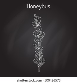 Honeybush (Cyclopia intermedia), or Heuningbos, tea plant. Hand drawn botanical vector illustration