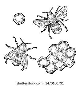 Honeycomb and bee. Engraving vintage vector black illustration. Isolated on white background. Hand drawn design element for label and poster