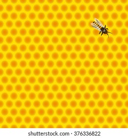 honeycomb with bee\one bee sitting on honeycombs
