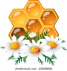 Honeycomb and daisy