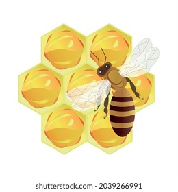 A honeycomb drawn in a vector on a white background with a bee. The finished image is in a flat style and a child's drawing.