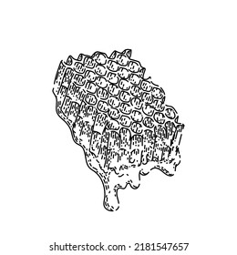 honeycomb hand drawn vector. honey beeswax, propolis bee, sweet drop honeycomb sketch. isolated black illustration