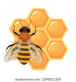  a honeycomb with honey bee.Vector cartoon illustration