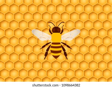 Honeycomb seamless background with one bee in the center. Vector illustration.