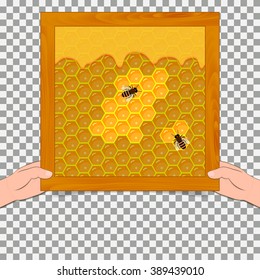 honeycomb and sweet honey drips. apiary products and beekeeping. Honey on a transparent background. Beekeeper product in the hands of man. 