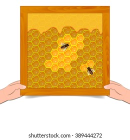 honeycomb and sweet honey drips. apiary products and beekeeping. Honey on a white background. Beekeeper product in the hands of man. 