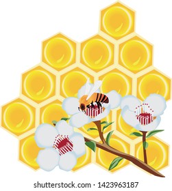 A  honeycomb vector illustration on a white background isolated