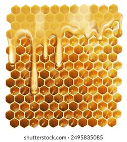 Honeycombs with honey. Vector illustration