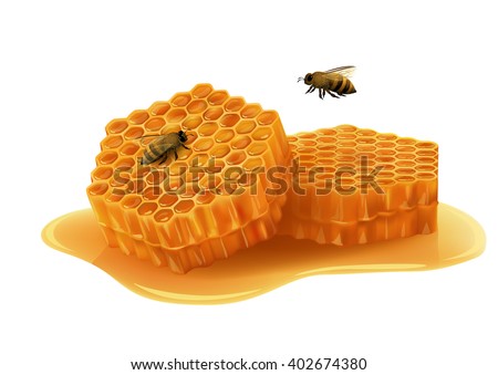 Honeycombs in the shape of hexagon, puddle of honey, flying and sitting bee. Realistic vector illustration on white background.