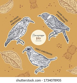 Honeycreeper birds collection, hand draw sketch vector.