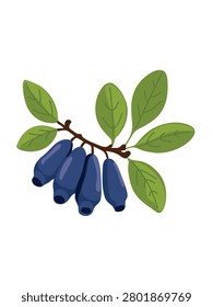 honeysuckle berries on branch isolated on white background vector illustration