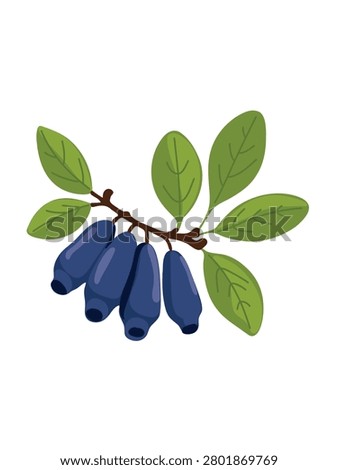 honeysuckle berries on branch isolated on white background vector illustration