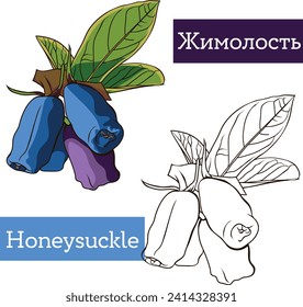 Honeysuckle black and white and color illustration