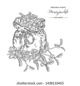 Honeysuckle branch with berries. Lonicera japonica. Medical plants hand drawn. Vector botanical illustration. Black and white graphic.