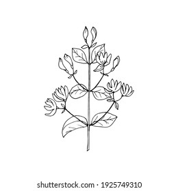 Honeysuckle branch with flowers drawing in black outline with white fill. Vector illustration.