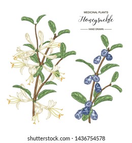 Honeysuckle branch with flowers and ripe berries. Lonicera japonica. Medical plants hand drawn. Vector botanical illustration. 