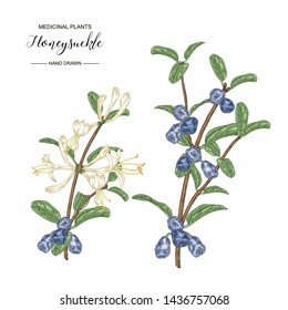 Honeysuckle branch with flowers and ripe berries. Lonicera japonica. Medical plants hand drawn. Vector botanical illustration. 