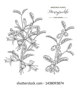 Honeysuckle branch with flowers and ripe berries. Lonicera japonica. Medical plants hand drawn. Vector botanical illustration. Black and white graphic.