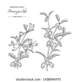 Honeysuckle branch with flowers and ripe berries. Lonicera japonica. Medical plants hand drawn. Vector botanical illustration. Black and white graphic.