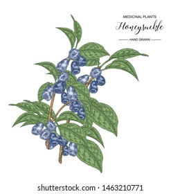 Honeysuckle branch. Hand drawn berries and leaves of lonicera japonica. Medical plants collection. Vector illustration botanical. 