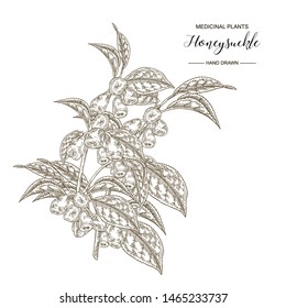 Honeysuckle branch. Hand drawn berries and leaves of lonicera japonica. Medical plants collection. Vector illustration botanical. Engraving style.