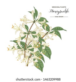 Honeysuckle branch. Hand drawn flowers and leaves of lonicera japonica. Medical plants collection. Vector illustration botanical. 