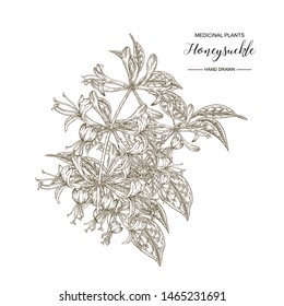 Honeysuckle branch. Hand drawn flowers and leaves of lonicera japonica. Medical plants collection. Vector illustration botanical. Engraving style. 