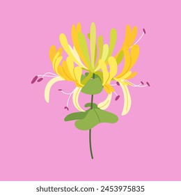 Honeysuckle branch isolated on pink background. Hand drawn summer garden herb illustration for greeting card, cover