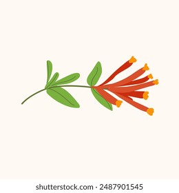 Honeysuckle branch isolated on white background. Hand drawn summer garden plant illustration for greeting card, cover