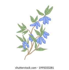 Honeysuckle branch with leaves and ripe berries. Vintage realistic botanical drawing of garden Lonicera plant with fruits. Hand-drawn detailed vector illustration isolated on white background